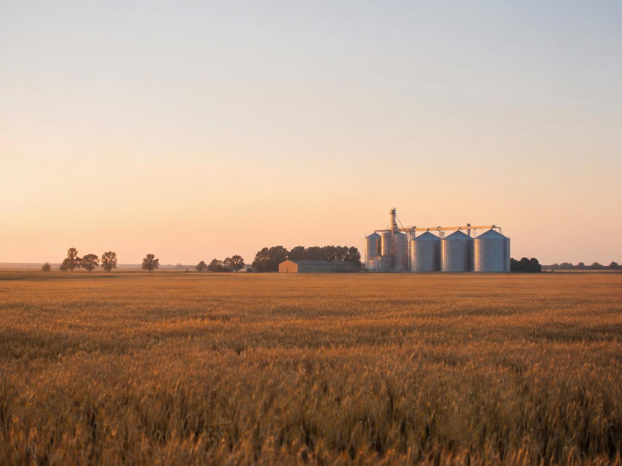 Agricultural fields in the Argentine Pampas