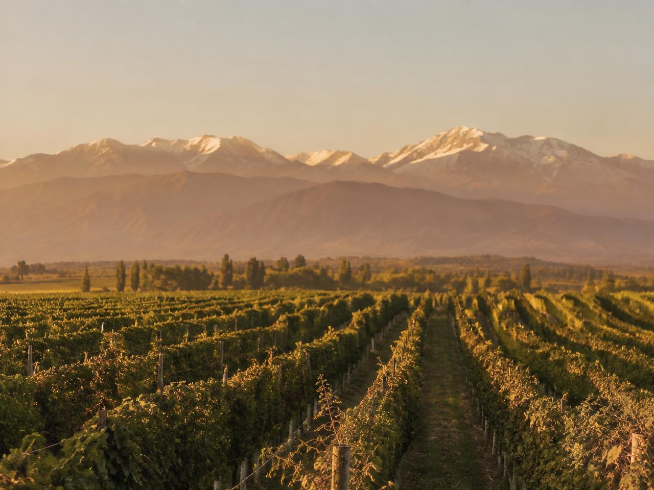 Mendoza vineyards beneath the Andes